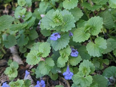 Glechoma hederacea, photographed by Ethan Rose