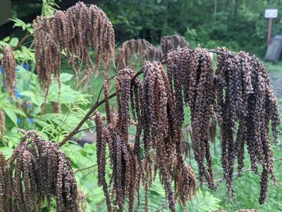 Aruncus dioicus, photographed by Ethan Rose