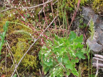 Heuchera micrantha, photographed by Erin Springinotic