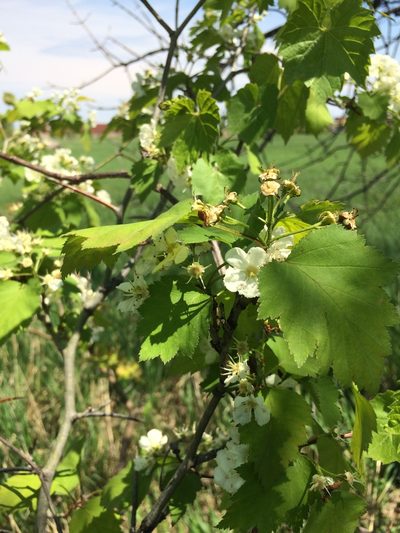 Crataegus fluviatilis, photographed by Étienne Lacroix-Carignan