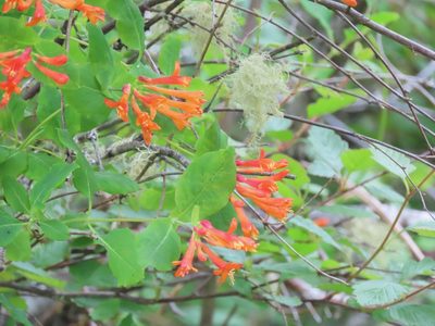 Lonicera ciliosa, photographed by Erin Springinotic