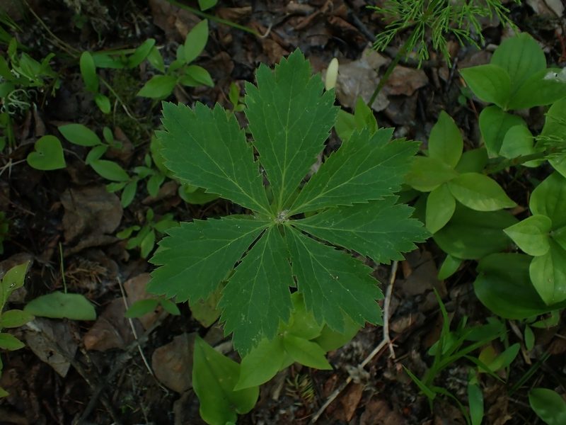 Sanicula marilandica, photographed by Mary Krieger