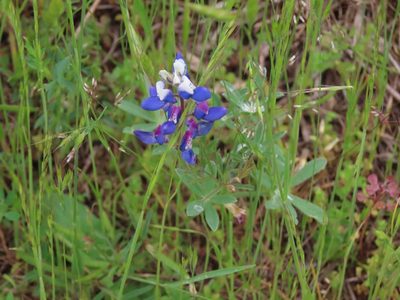 Lupinus bicolor, photographed by Erin Springinotic