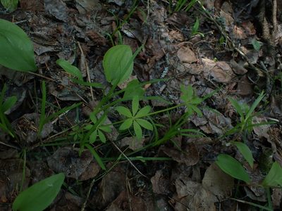 Galium triflorum, photographed by Mary Krieger