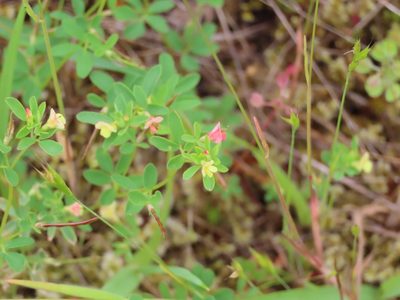 Acmispon parviflorus, photographed by Erin Springinotic