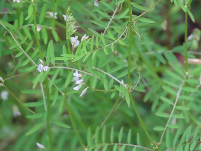 Vicia hirsuta, photographed by Erin Springinotic