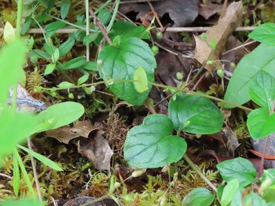 Micromeria douglasii
