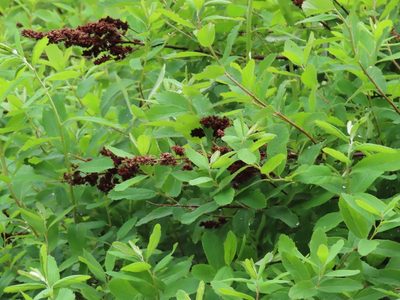 Spiraea douglasii, photographed by Erin Springinotic