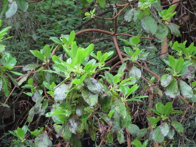 Arbutus menziesii