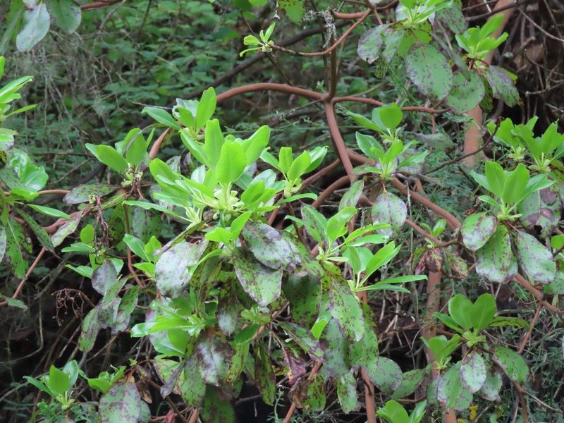Arbutus menziesii, photographed by Erin Springinotic