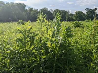 Silphium laciniatum