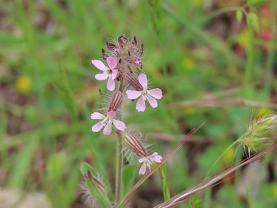 Silene gallica, photographed by Erin Springinotic