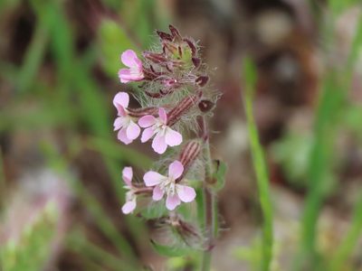Silene gallica, photographed by Erin Springinotic