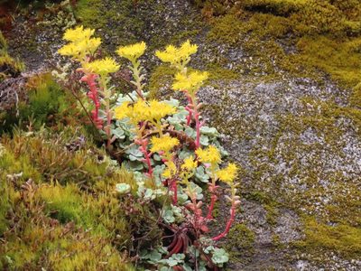 Sedum spathulifolium, photographed by Erin Springinotic