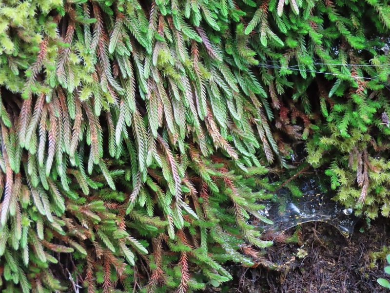 Selaginella wallacei, photographed by Erin Springinotic