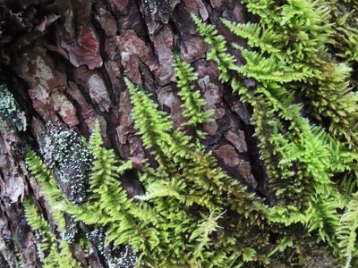 Kindbergia oregana, photographed by Erin Springinotic