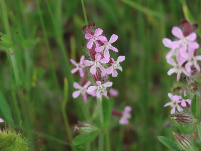 Silene gallica, photographed by Erin Springinotic