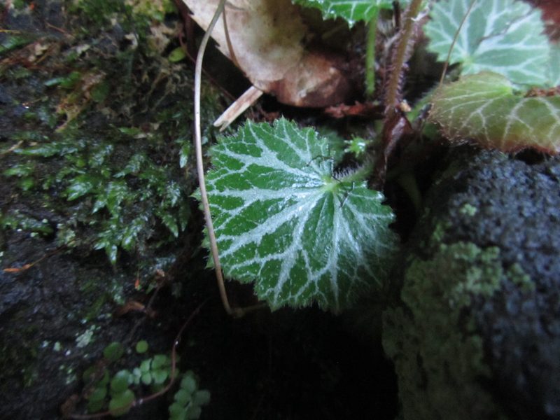 Saxifraga stolonifera, photographed by Luka S. (someplant)