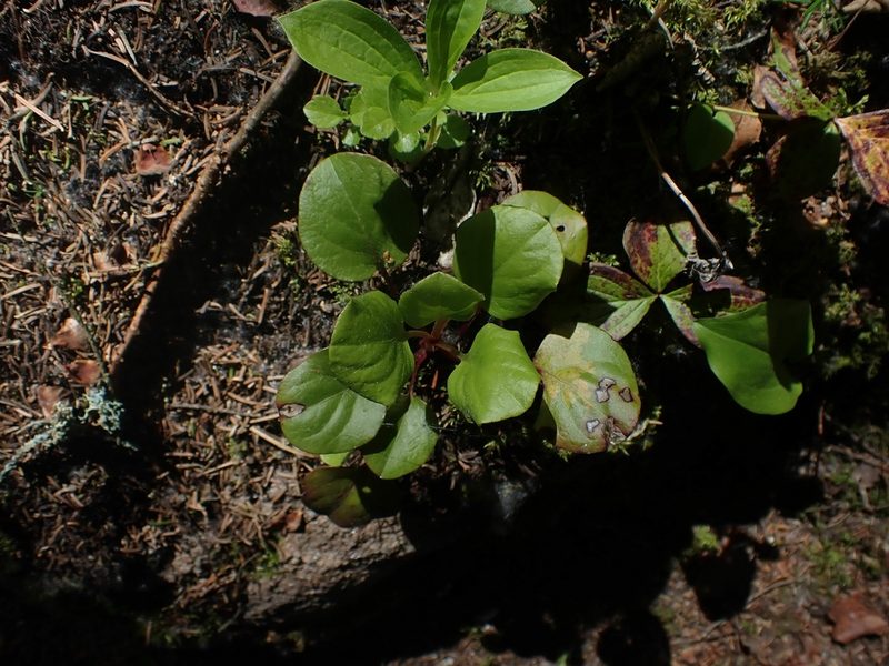 Pyrola asarifolia, photographed by Mary Krieger