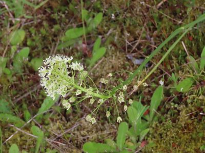 Toxicoscordion venenosum, photographed by Erin Springinotic