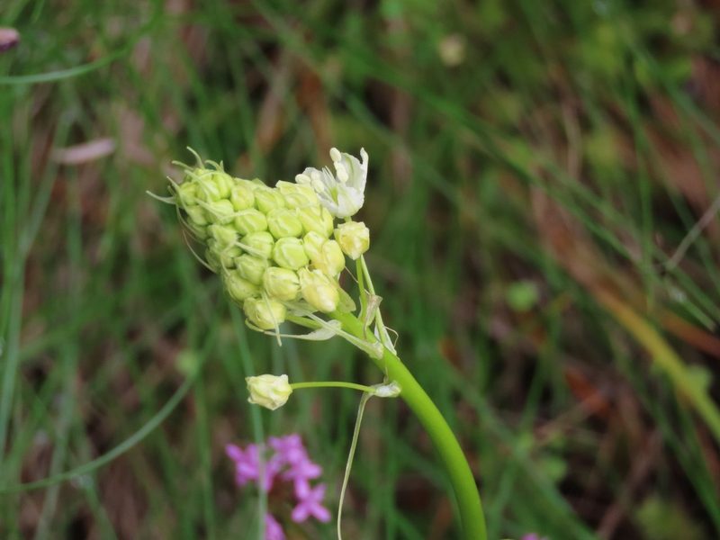Toxicoscordion venenosum, photographed by Erin Springinotic