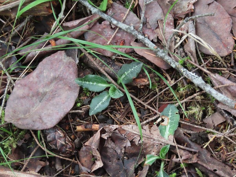 Goodyera oblongifolia, photographed by Erin Springinotic
