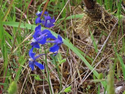 Delphinium menziesii