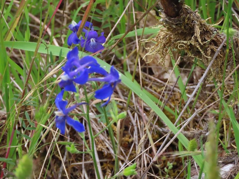 Delphinium menziesii, photographed by Erin Springinotic