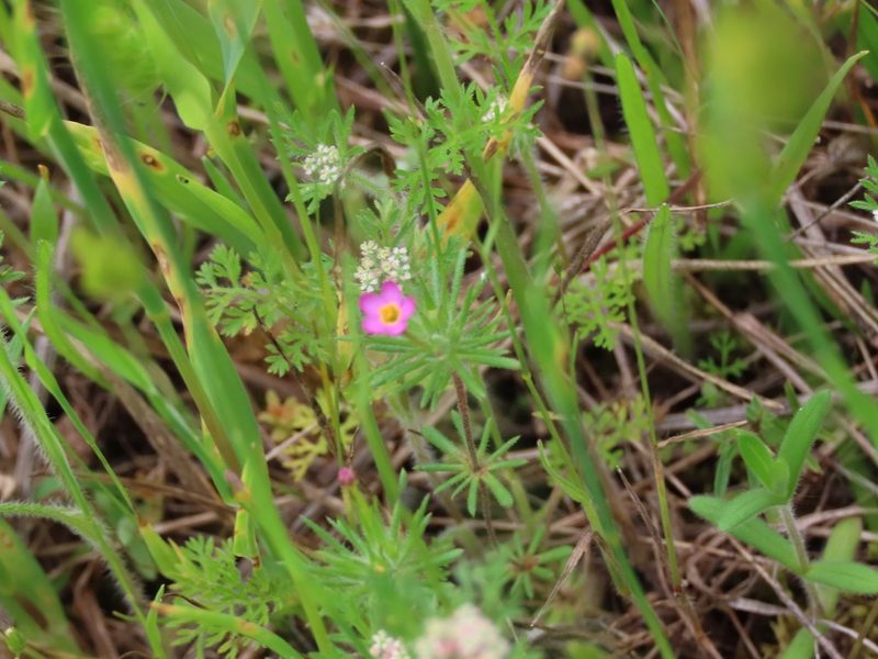 Leptosiphon bicolor, photographed by Erin Springinotic