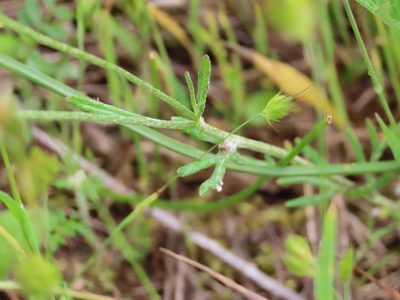Eriophyllum lanatum, photographed by Erin Springinotic