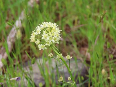Toxicoscordion venenosum, photographed by Erin Springinotic