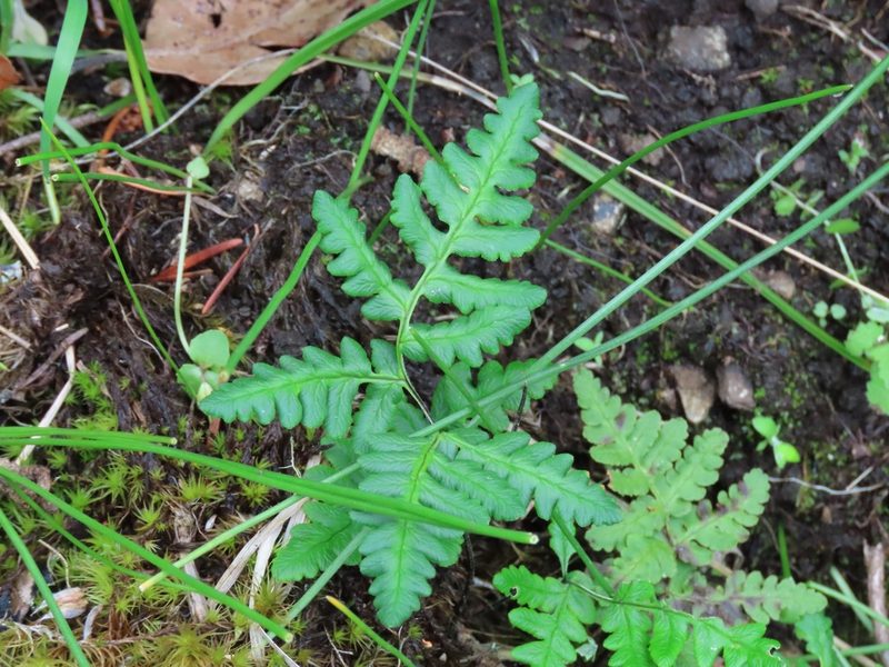 Pentagramma triangularis, photographed by Erin Springinotic