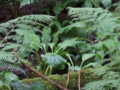 Lysichiton americanus, photographed by Erin Springinotic