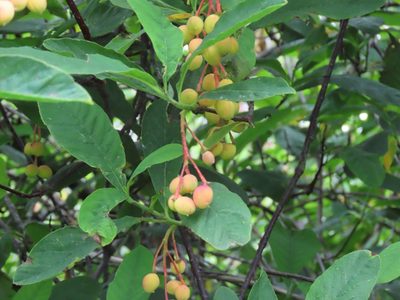 Oemleria cerasiformis, photographed by Erin Springinotic