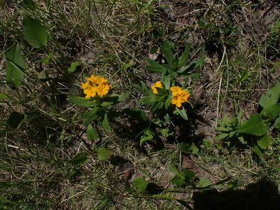 Lithospermum canescens, photographed by Mary Krieger