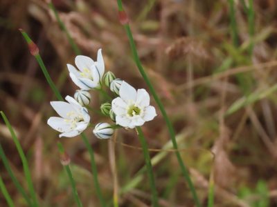 Triteleia hyacinthina, photographed by Erin Springinotic