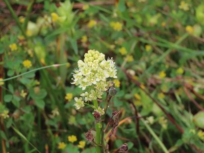 Toxicoscordion venenosum, photographed by Erin Springinotic