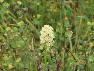 Toxicoscordion venenosum, photographed by Erin Springinotic