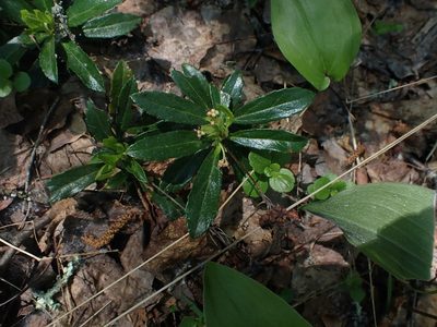 Chimaphila umbellata, photographed by Mary Krieger