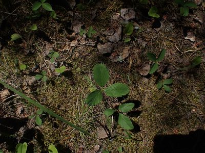 Fragaria virginiana, photographed by Mary Krieger