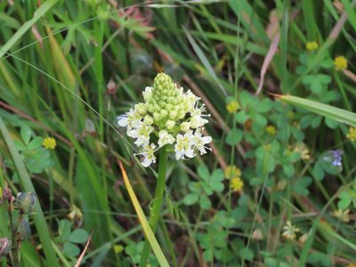 Toxicoscordion venenosum, photographed by Erin Springinotic