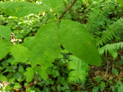 Oemleria cerasiformis, photographed by Gavin Slater