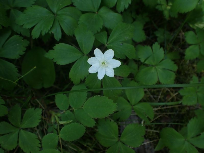 Anemone quinquefolia, photographed by Mary Krieger