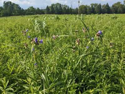 Tradescantia ohiensis, photographed by Ethan Rose