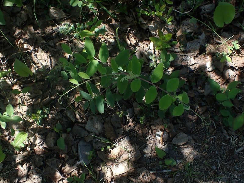 Lathyrus venosus, photographed by Mary Krieger
