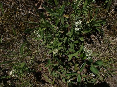 Comandra umbellata, photographed by Mary Krieger