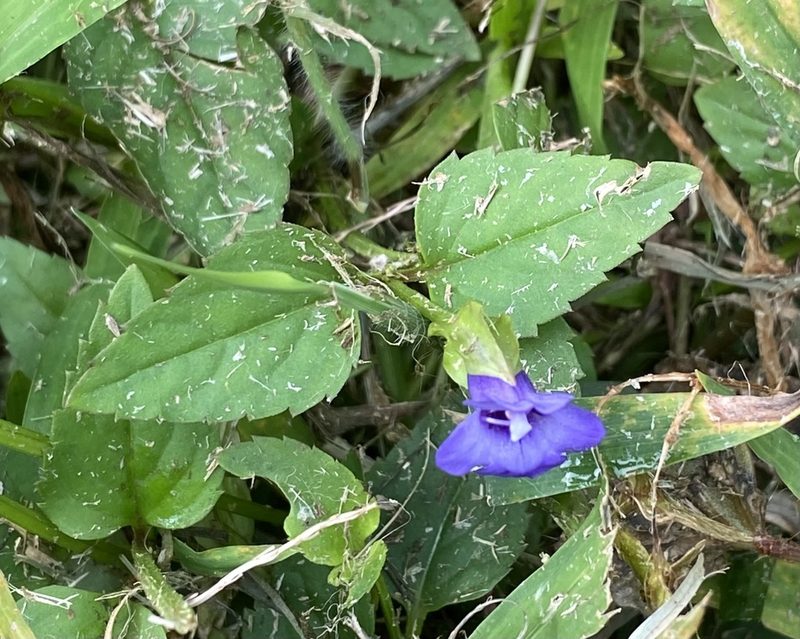 Torenia asiatica, photographed by Lexi Amico