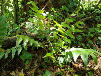 Berberis nervosa