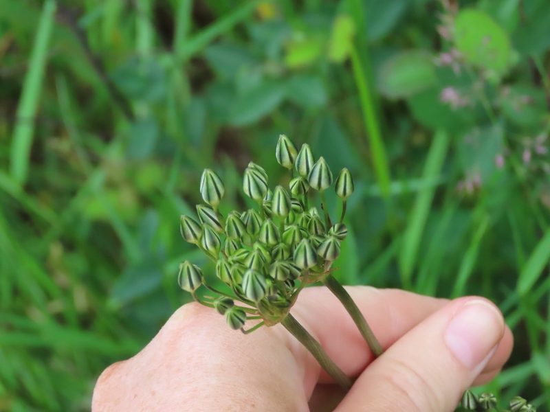 Triteleia hyacinthina, photographed by Erin Springinotic
