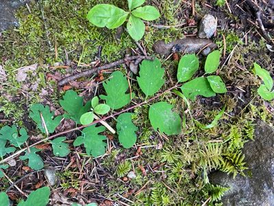 Symphoricarpos mollis, photographed by Erin Springinotic